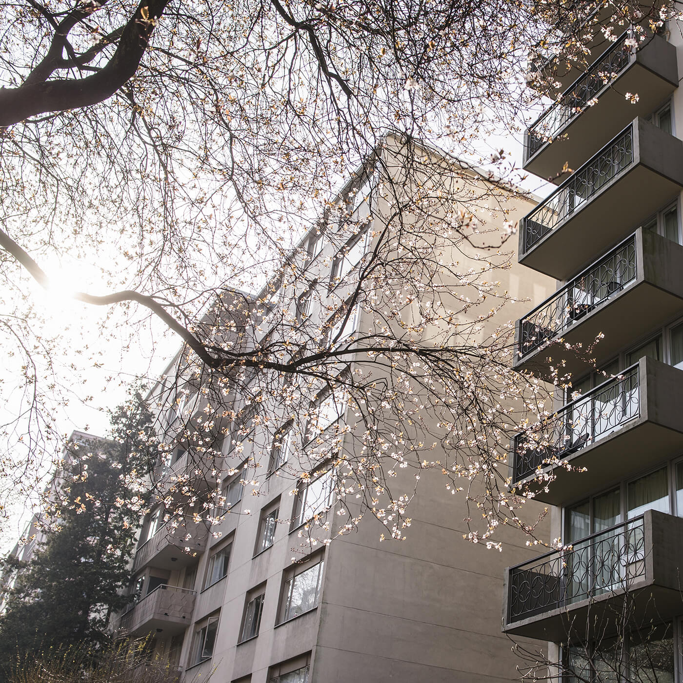 A lush cherry blossom tree full of vibrant green leaves, showcasing the beauty of nature in springtime.